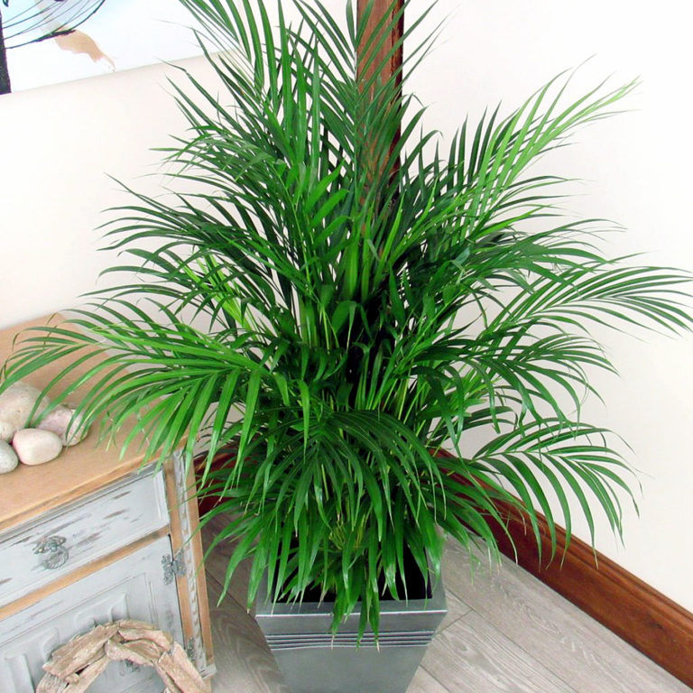 How to Grow Indoor Palm Tree | Potting, Growing and caring Palm Tree ...