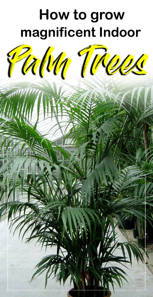 Palm Tree | palm plants | arecaceae