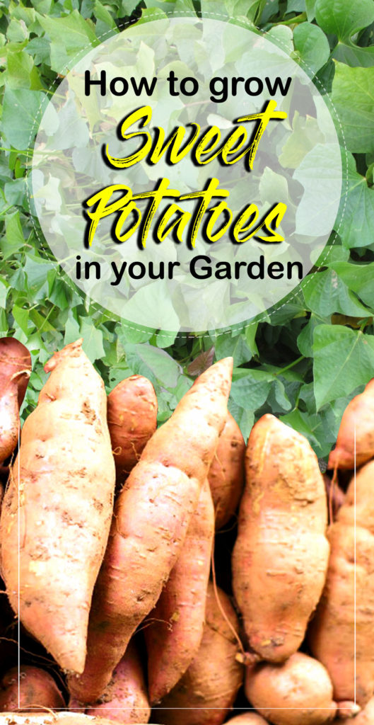 how to grow sweet potatoes | growing sweet potatoes