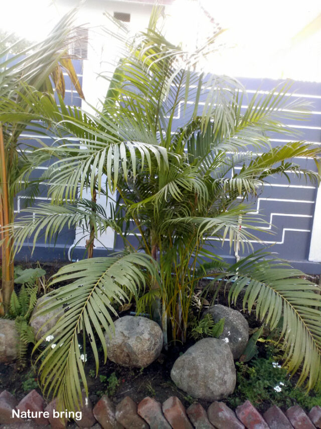 How to Grow Indoor Palm Tree | Potting, Growing and caring Palm Tree ...