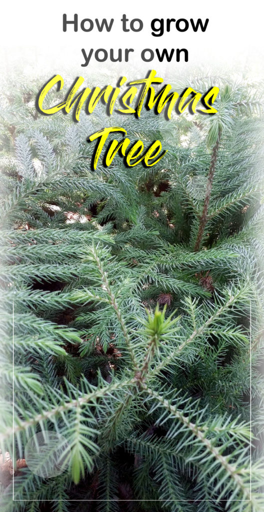Christmas Tree | Araucaria columnaris