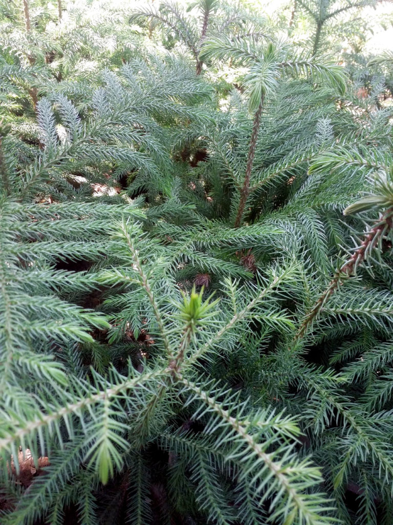 how-to-grow-your-own-christmas-tree-growing-christmas-trees-naturebring