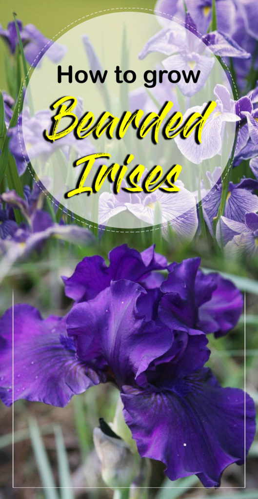 Iris plant | Bearded Iris flowers | growing irises