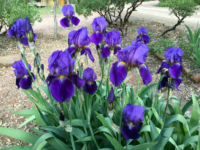 Irises care