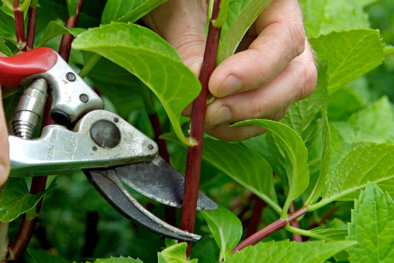 How to Propagate plants | Softwood Cutting | Plant propagation ...