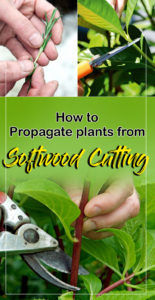 How to Propagate plants | Softwood Cutting | Plant propagation