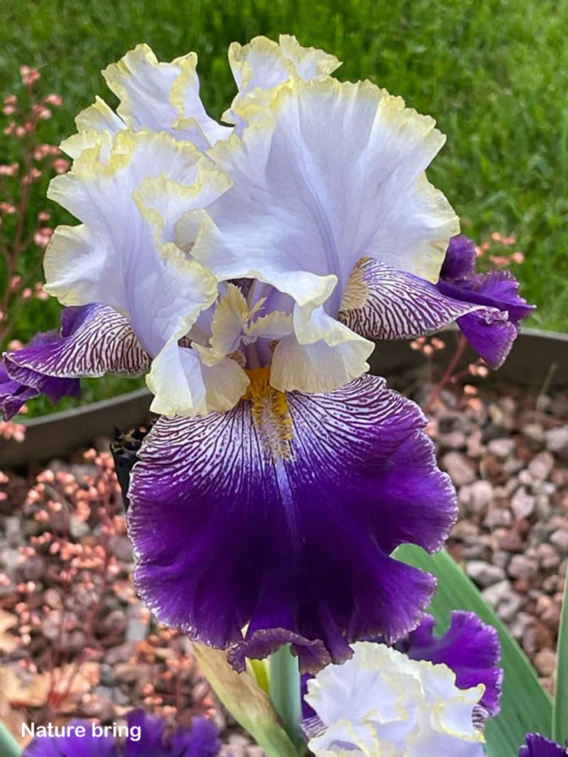 Bearded Iris