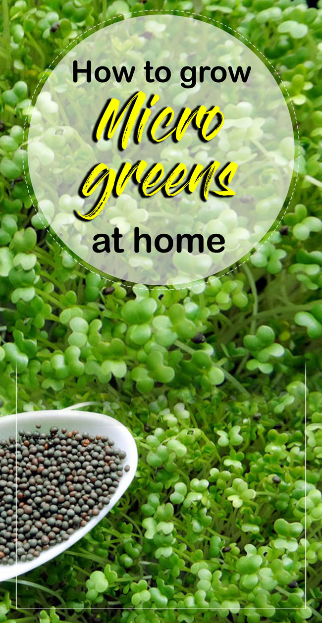 Microgreens