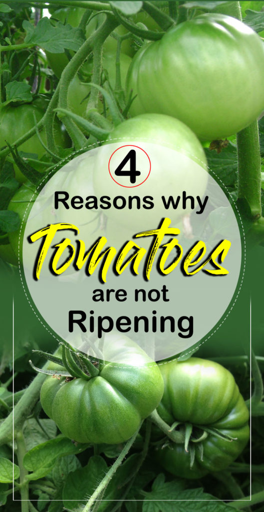 Ripening | Why Tomatoes are not Ripening | Lycopene