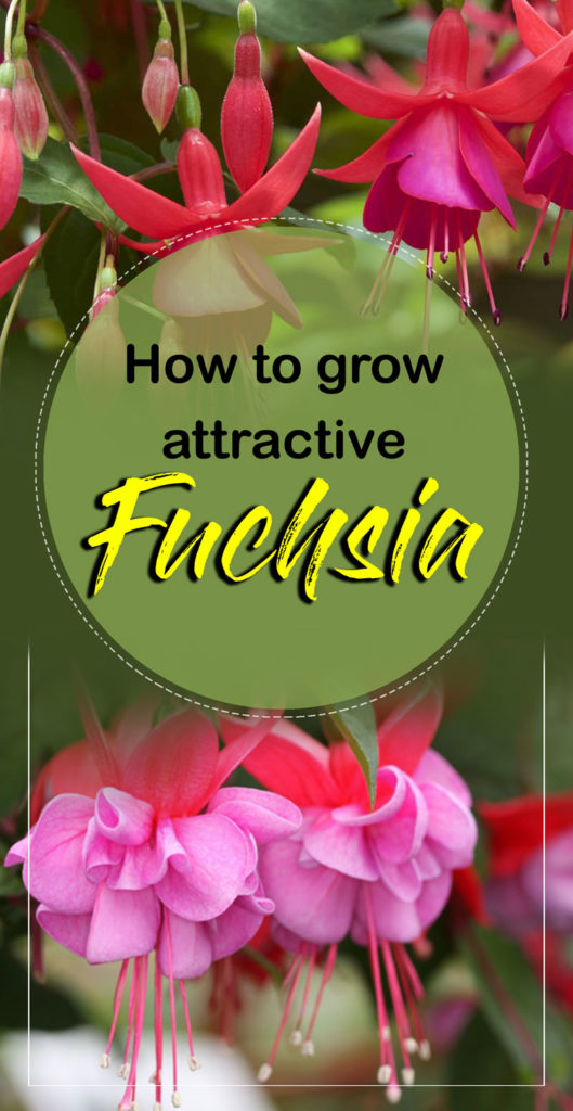 Growing Fuchsia plant How to grow fuchsia in a pot