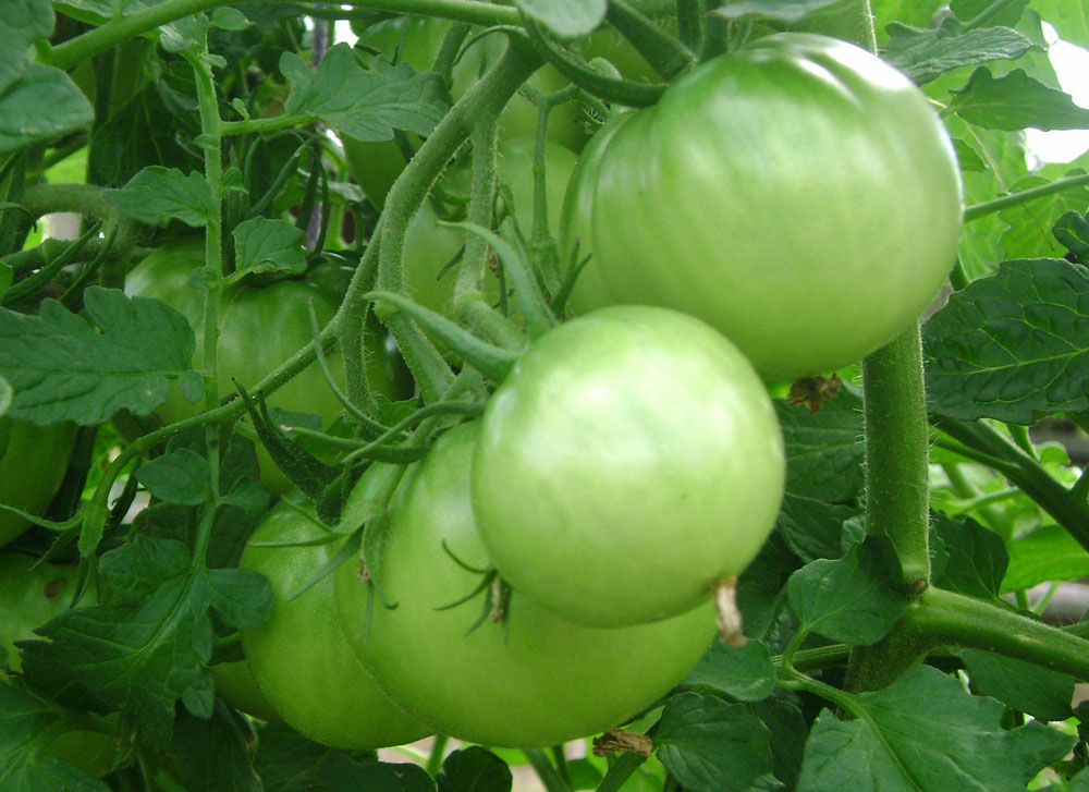 Why Tomatoes are not Ripening | Various ways to ripening tomatoes