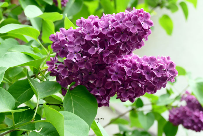 Lilac Shrubs