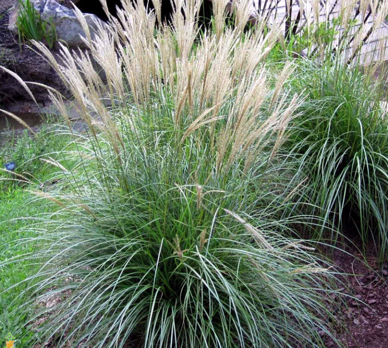 10 Garden Grasses for your landscape | Ornamental Grasses | Garden ...