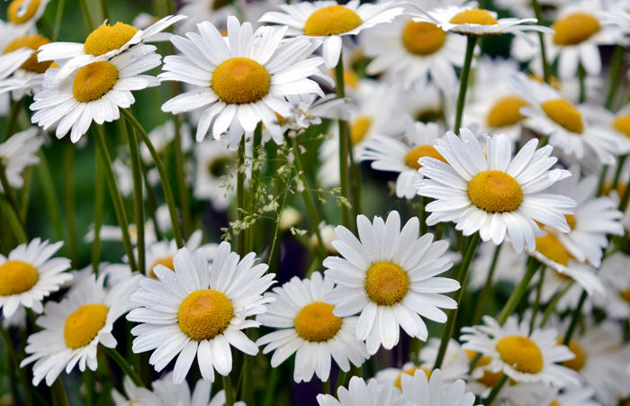 Nippon daisies | how to grow montauk daisies