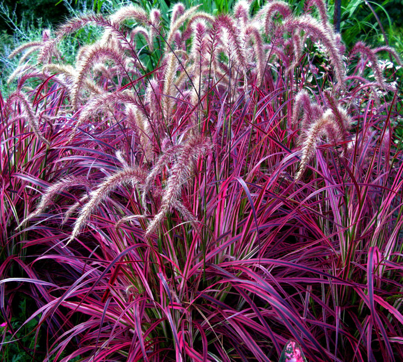 10 Garden Grass Which Make Your Landscape Attractive Ornamental Grasses Naturebring 2338