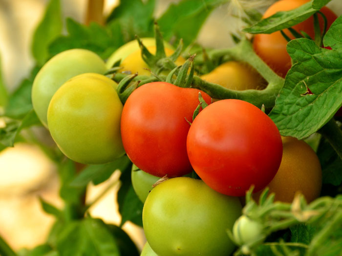 Ripening | ripening tomatoes | Why Tomatoes are not Ripening