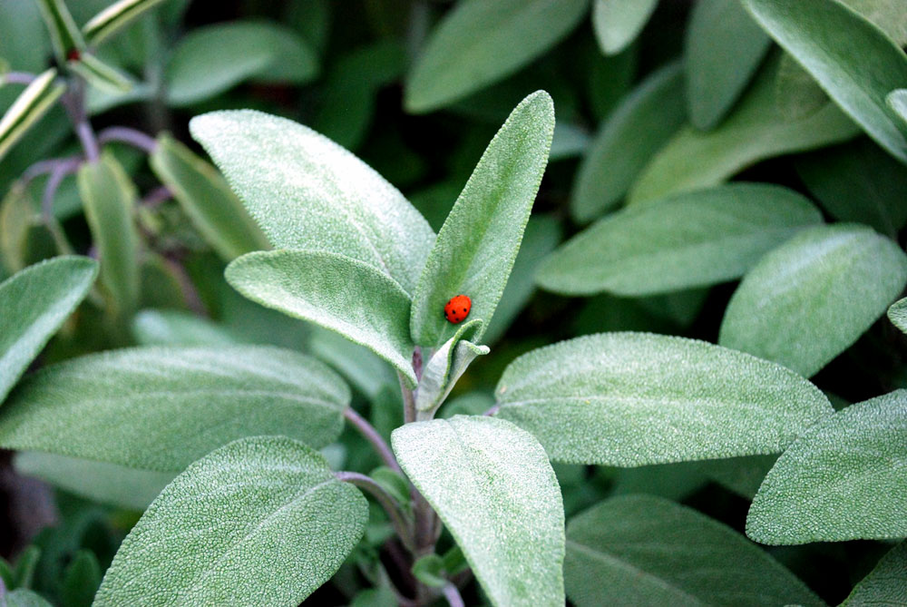 Salvias | sage plants | Salvia plants