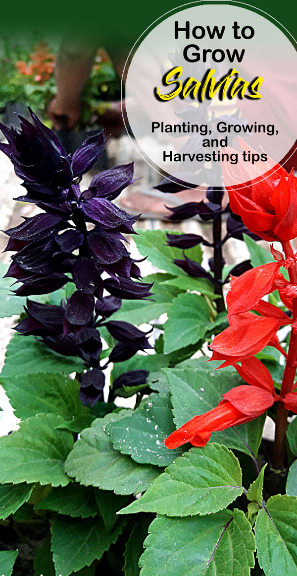 Salvias | sage plants | Salvia plants