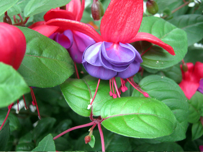 Fuchsia plant care | Fuchsias