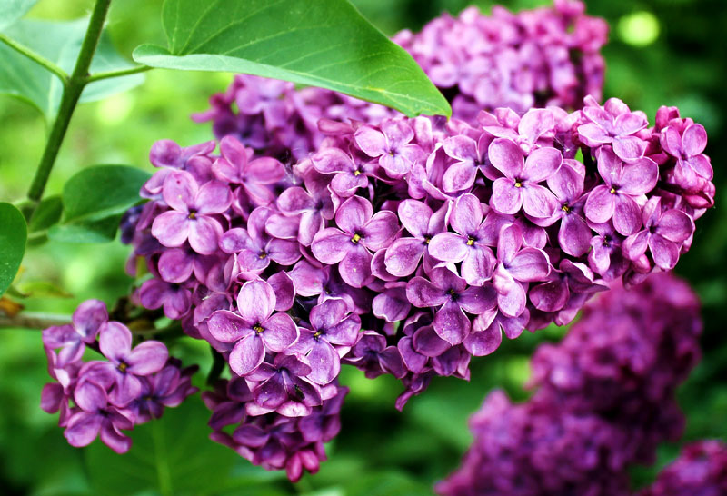 How to grow Lilac Shrubs | Growing Lilacs in containers | Lilac care