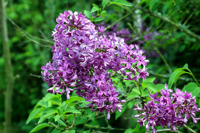 Lilac Shrubs | Lilac care
