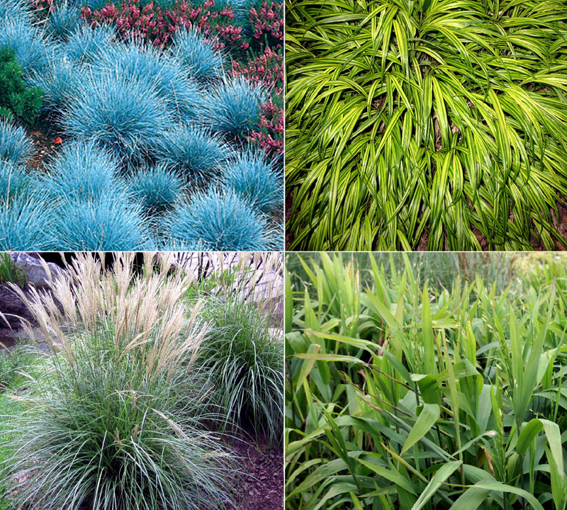 10 Garden Grasses for your landscape | Ornamental Grasses | Garden Grass