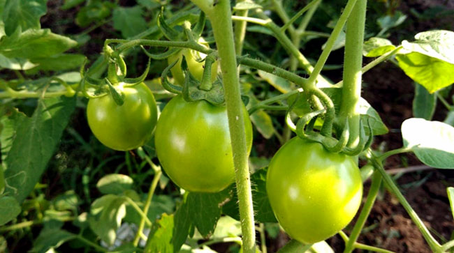 ripening tomatoes | Why Tomatoes are not Ripening | Lycopene