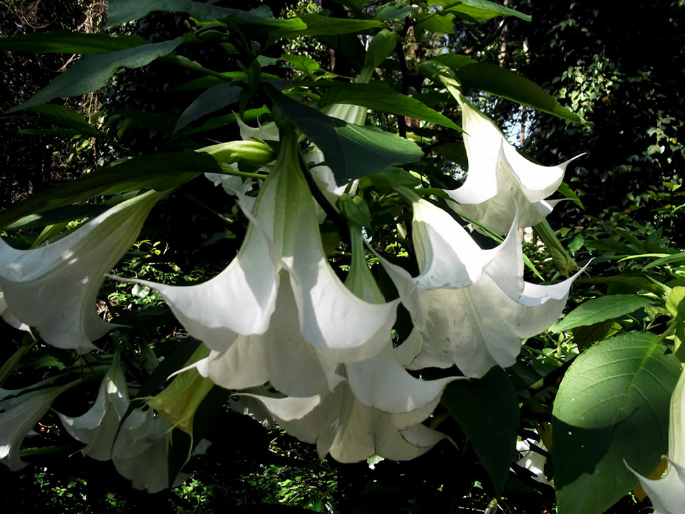 Night blooming flowers