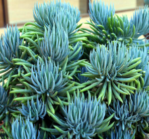 How to grow and care about great Blue Chalk Stick | Senecio plants ...