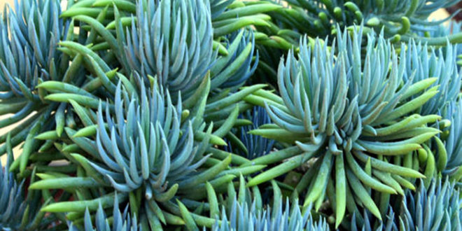 How to grow and care about great Blue Chalk Stick | Senecio plants ...