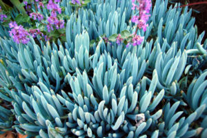 How to grow and care about great Blue Chalk Stick | Senecio plants ...