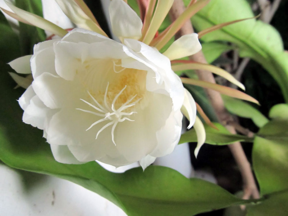 Night blooming flowers