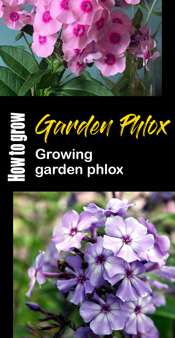 Phlox | phlox care | phlox flower