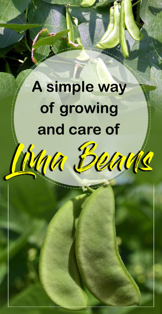 Lima Beans | butter beans | Growing lima beans