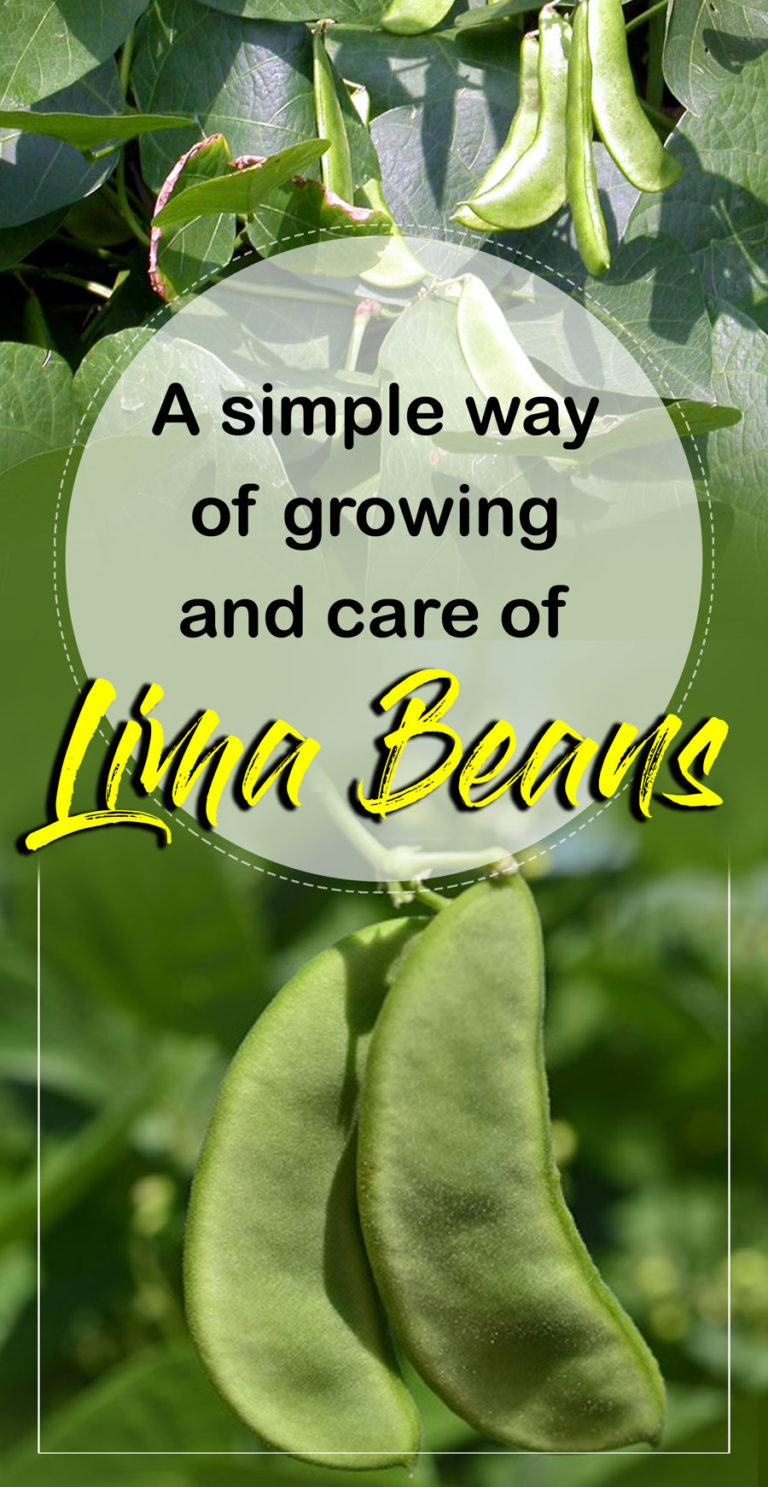 Growing And Care Of Lima Beans How To Grow Lima Beans Butter Beans   Lima Beans For Pin 768x1487 