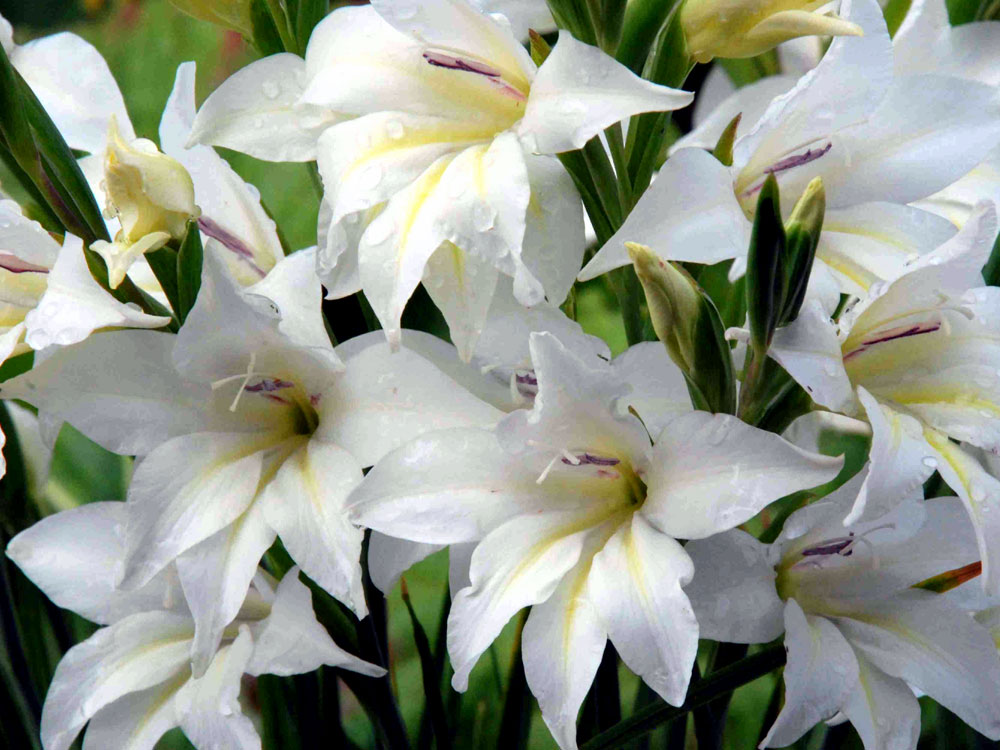 Night blooming flowers