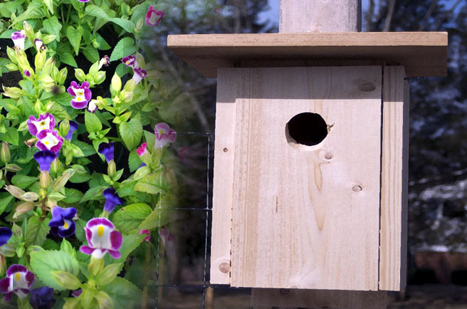 10 Charming Diy Birdhouse Plans And Ideas Nature Bring