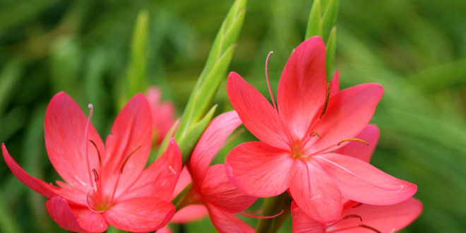 Kaffir lily growing and caring guide | Hesperantha coccinea - NatureBring