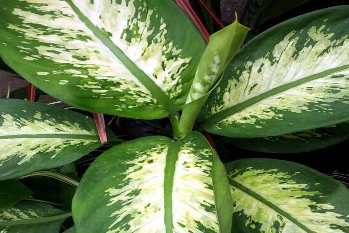 indoor plants | Houseplants