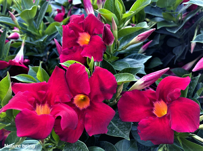 Growing Mandevilla plant | Dipladenia