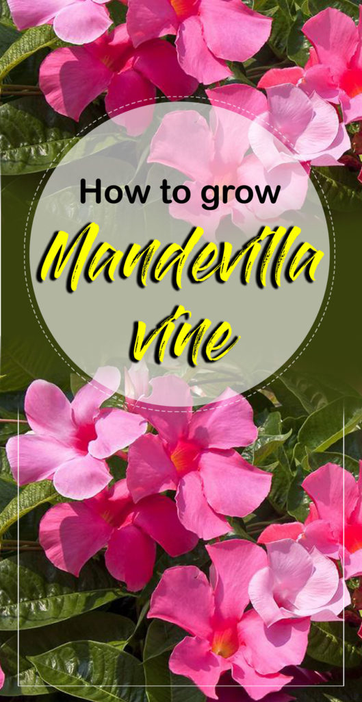 Mandevilla plant | dipladenia | Mandevilla care