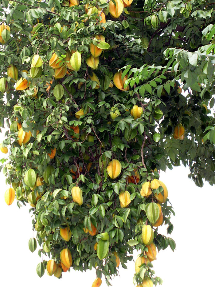 Growing Star fruit | carambola fruit