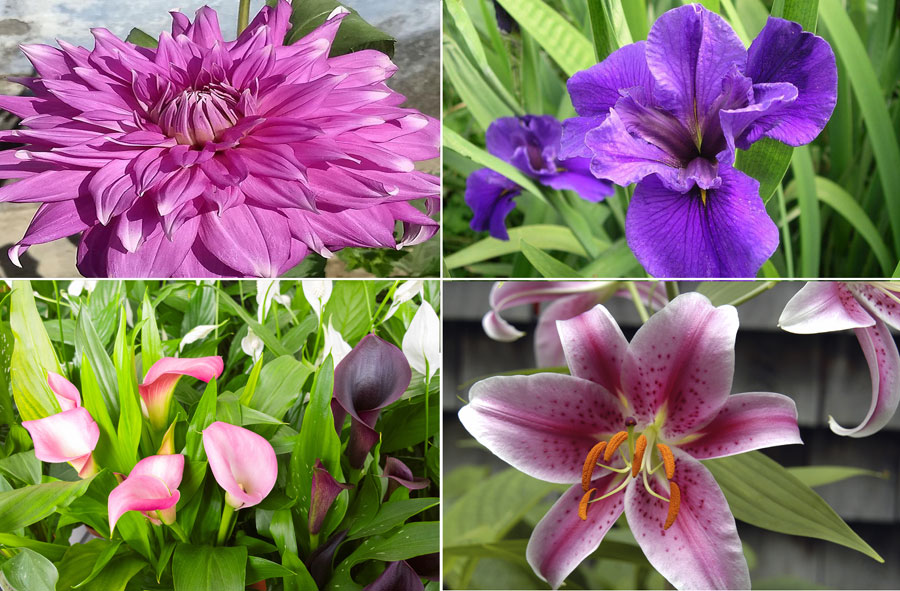 Flower bulbs | Growing summer flower Bulbs | Planting corms, rhizomes, and tubers