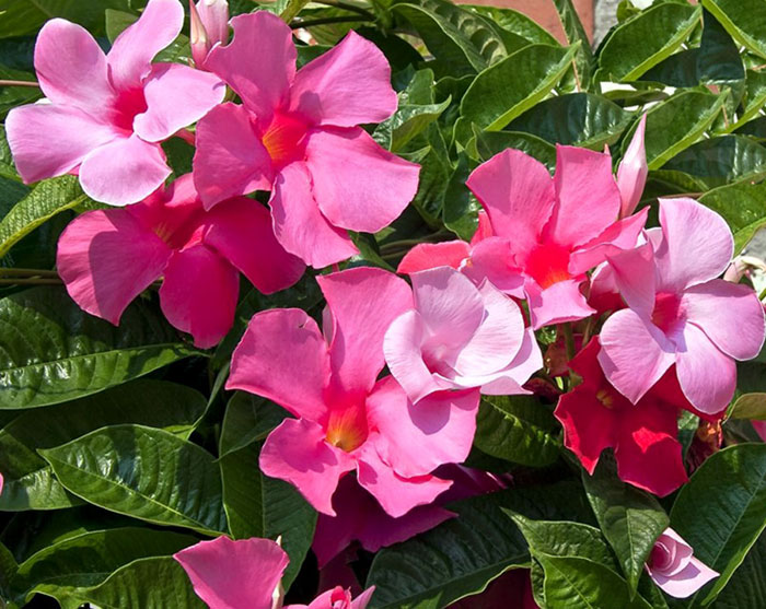 Mandevilla