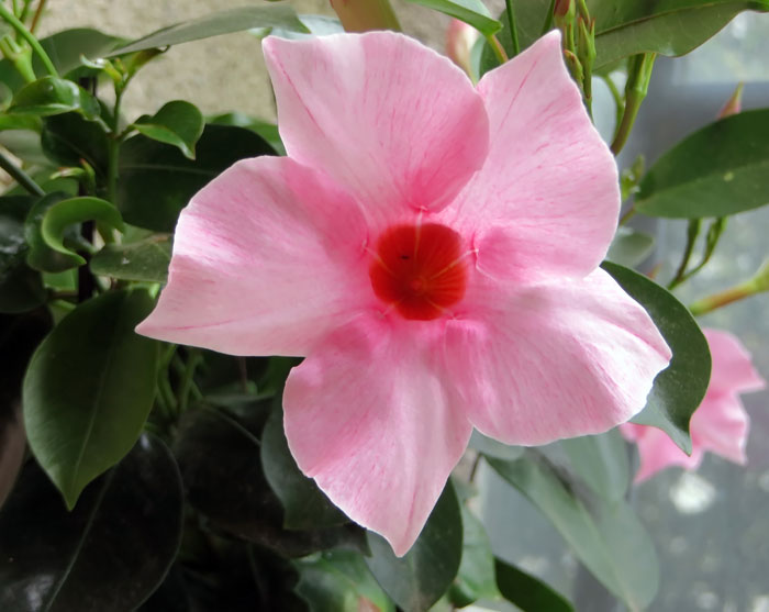 How to grow Mandevilla in a container | Growing Mandevilla plant ...