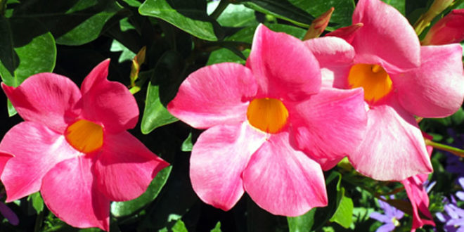 How to grow Mandevilla in a container | Growing Mandevilla plant ...