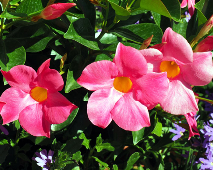 Fragrant flowers