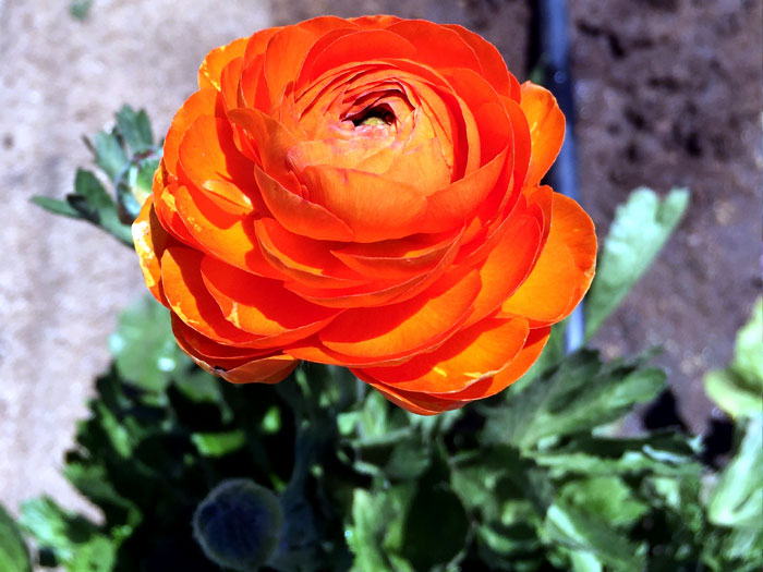 Ranunculus