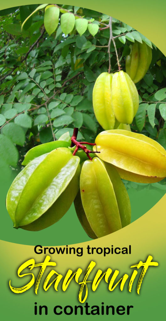 star fruit tree | carambola fruit