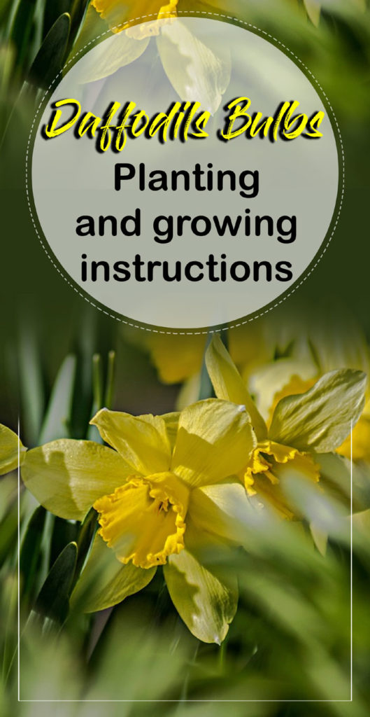 how to grow daffodil | narcissus | daffodil flowers | Daffodil Bulbs